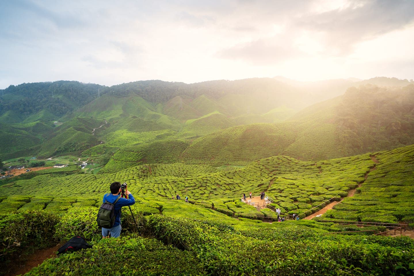 Ganztägige Tour zu den Cameron Highlands thumbnail