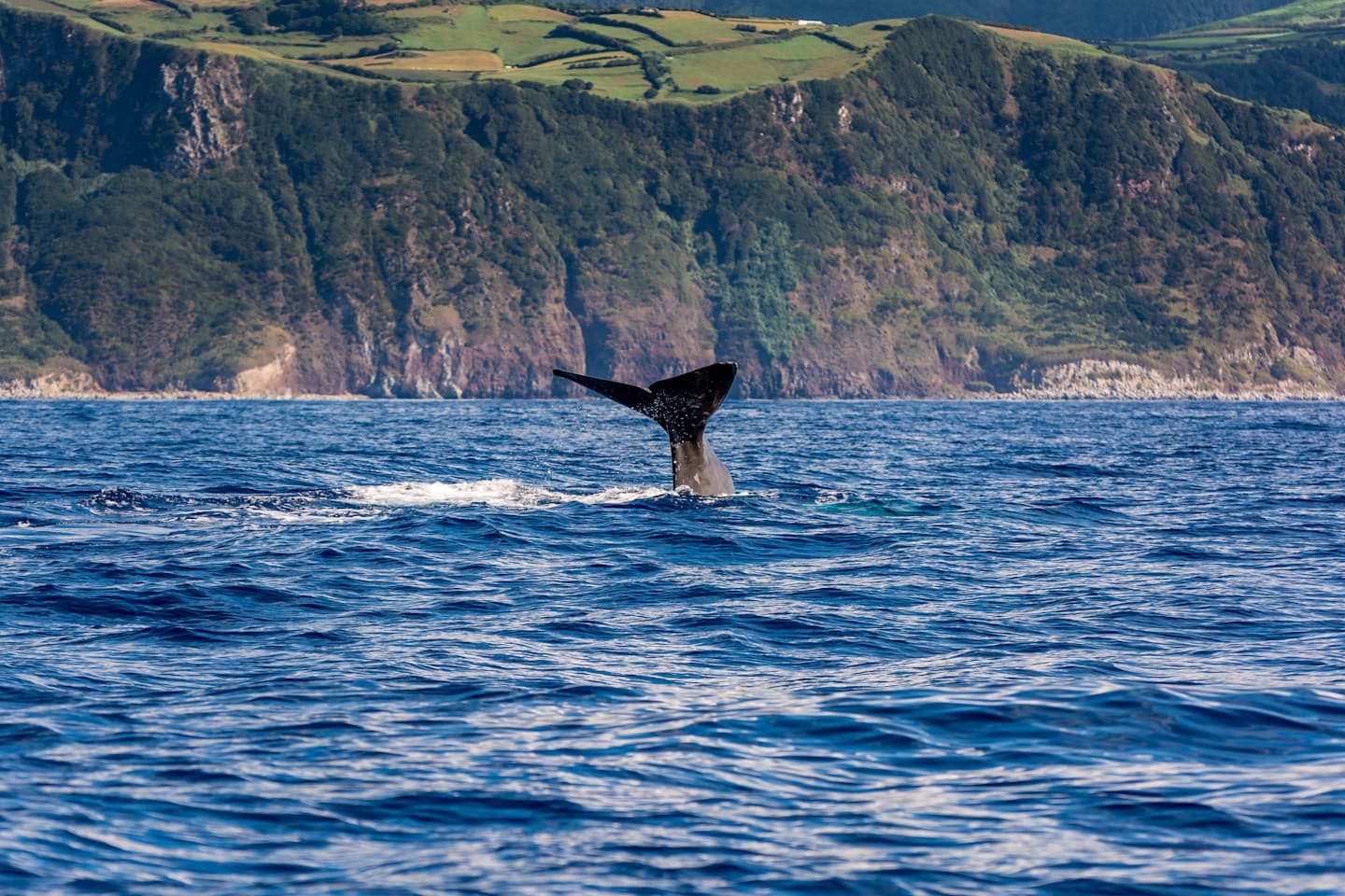 Whale Watching & Islet Bootstour thumbnail
