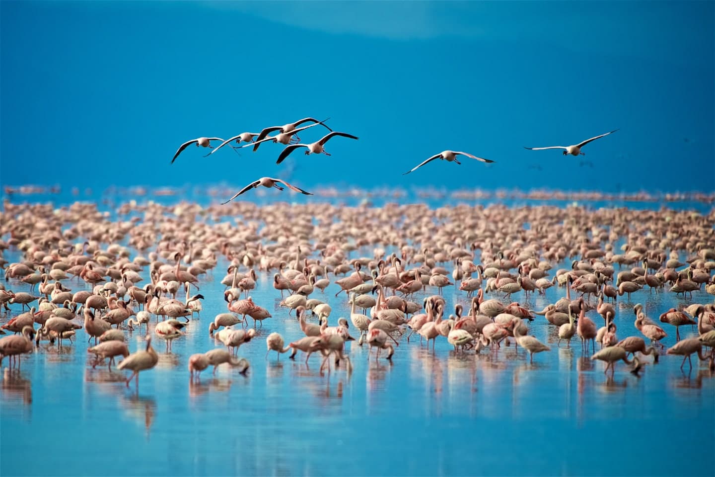 Safari im Lake Manyara Nationalpark thumbnail